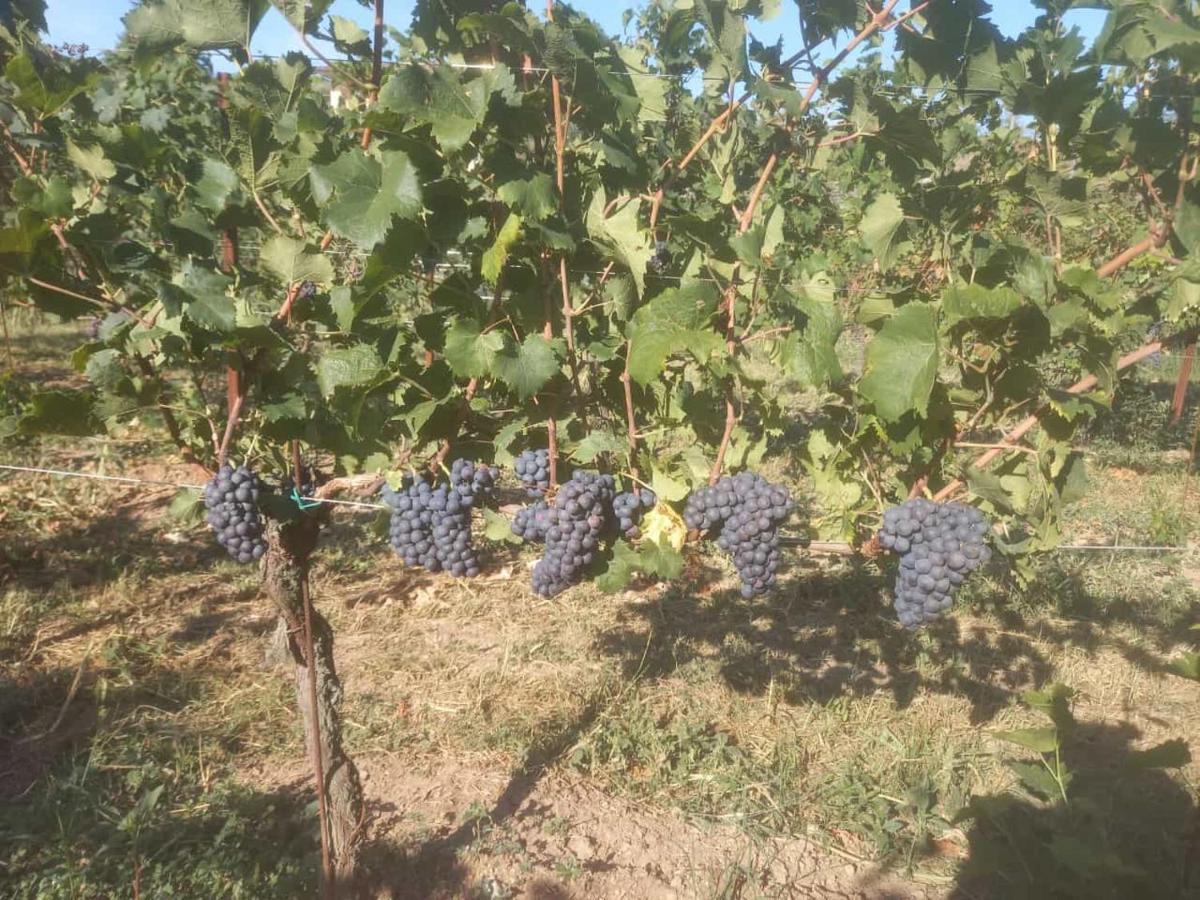 Agriturismo Fioralba Polpenazze del Garda Zewnętrze zdjęcie