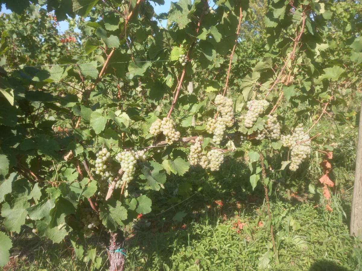 Agriturismo Fioralba Polpenazze del Garda Zewnętrze zdjęcie